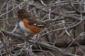 Eastern Towhee 2013-12-14_1